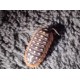 Armadillidium werneri  vėdarėliai, DĖŽUTĖ (10 VNT) 